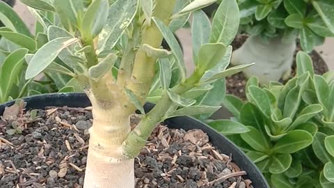 adenium yellow skin