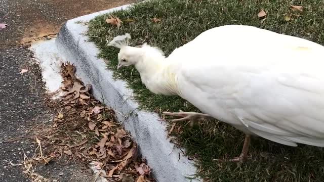 White Peacock