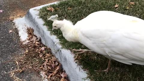 White Peacock