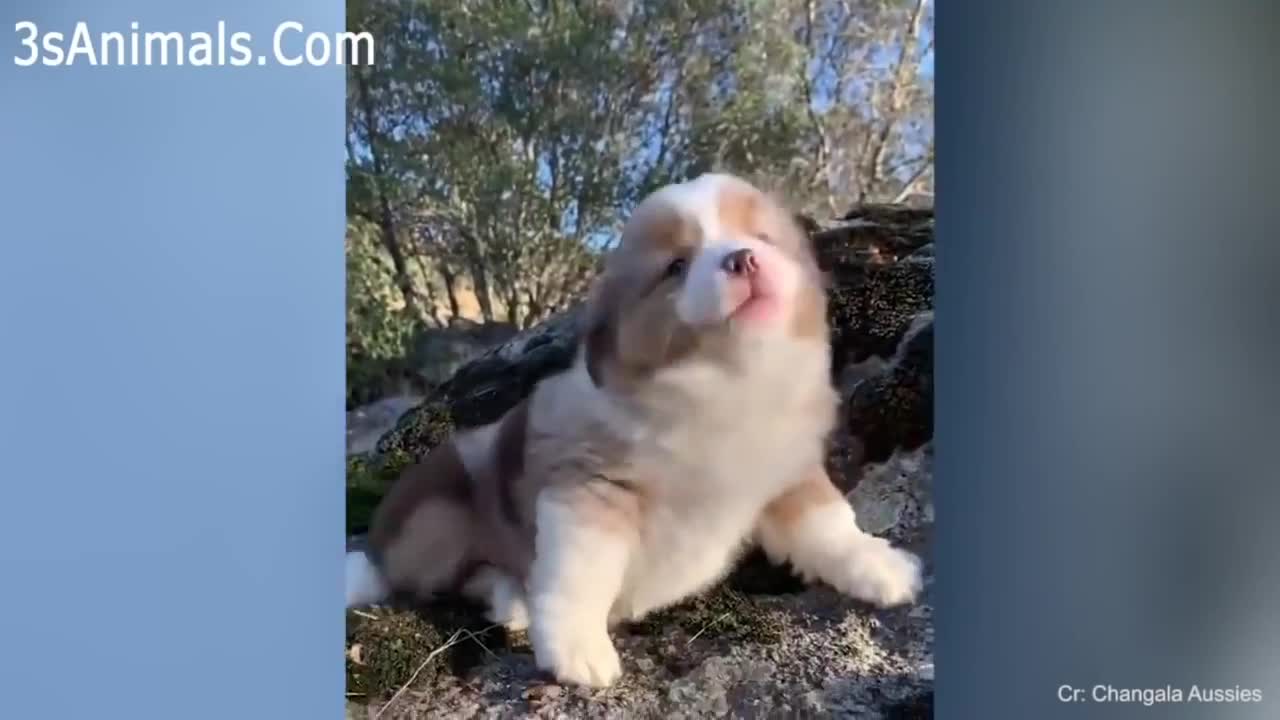 Cutest Puppies Playing