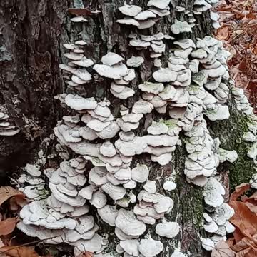 Mushroom covered tree