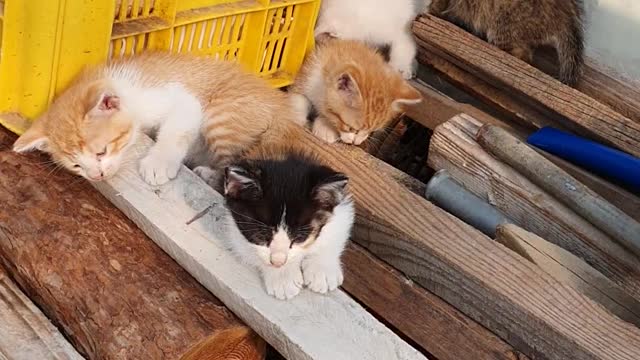 playing 5 kittens