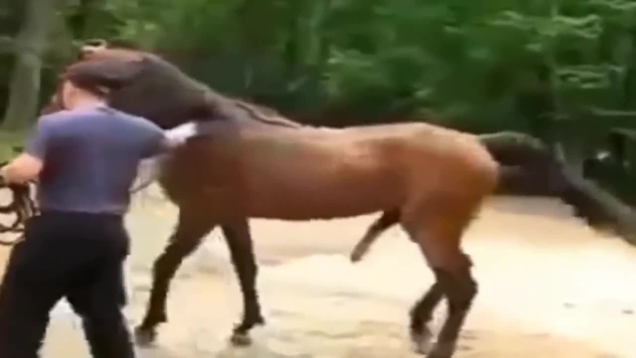 Funniest Animal Fails Compilation DA