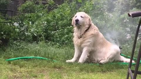 Relaxed Pup Cools Off