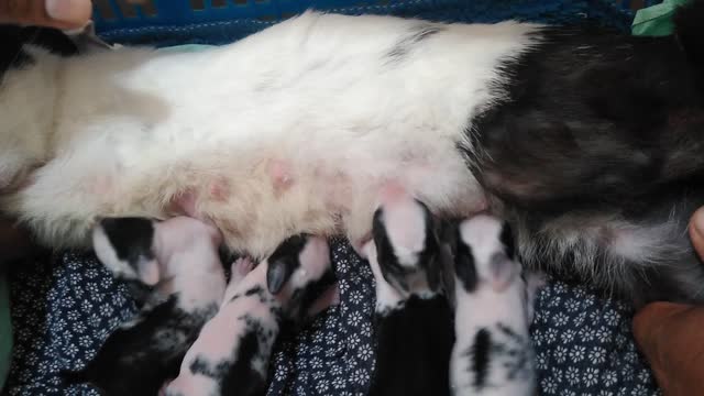 Mother rabbit feeding milk 🍼🥛🍼 to 3 days old baby rabbits.