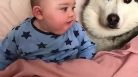 husky will never let baby alone