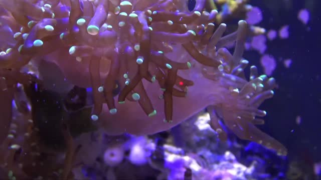 Anemones and sea worms!