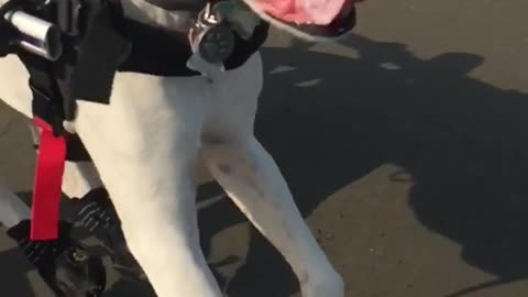 Slowmo wheelchair dog runs across wet beach