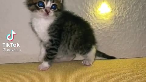 Gatinho fofo