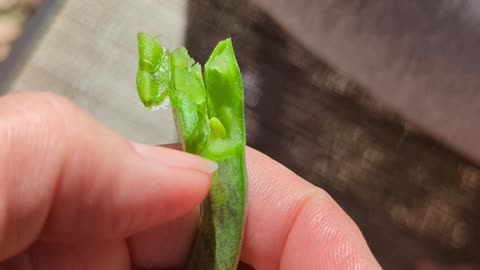 From PICKY to ADVENTUROUS: Watch My Child Try Green Beans! Winning the Veggie Battle 🥦