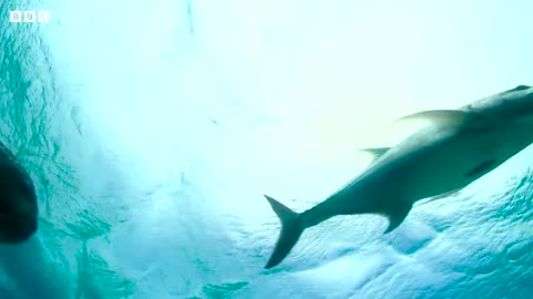 Fish vs Bird-Sea Life