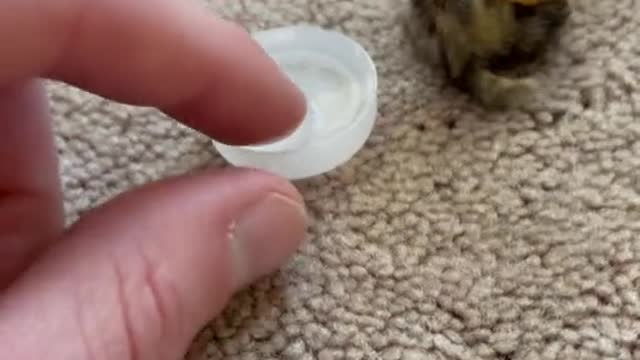 A LITTLE CHICK TRYING TO DRINK WATER