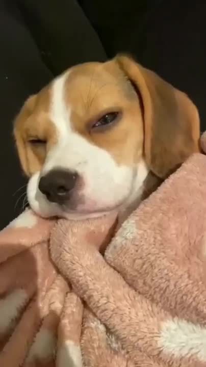 Som de Cachorro Latindo - Ouça o Som de Latidos de Cachorro - Animal Vídeos