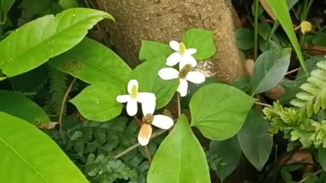 flowers and plants