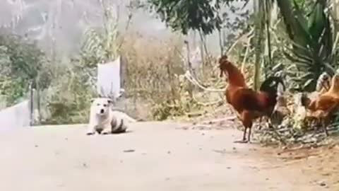 Dog funny barks with hen cuckoooo.. Most funny moments