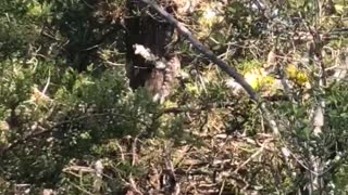 Gigantic Snake Slithers Way Up Tree