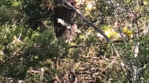 Gigantic Snake Slithers Way Up Tree