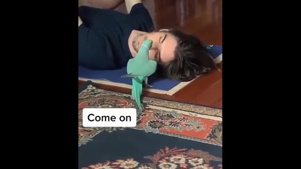 Funny_Parrots_Said That Come Onπ±π±π±