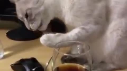 Cat Tastes Cola! See His Funny Reaction