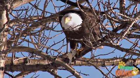 * BALD EAGLE * | Animals For Kids | All Things Animal TV