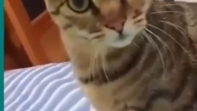 💞😆Cats and dogs fighting very funny😂-- Try not to laugh