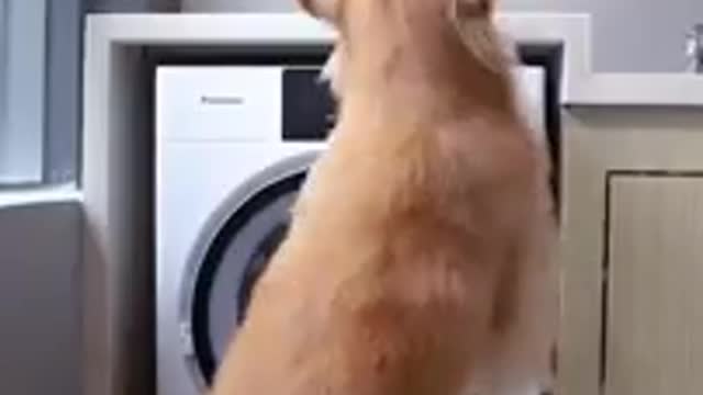 Sometimes dogs more loyal than human