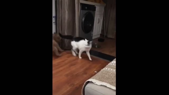 Cats vs Dogs Funny Compilation