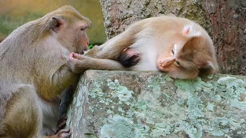 Monkey Rose And Her New baby Rainbow on stone