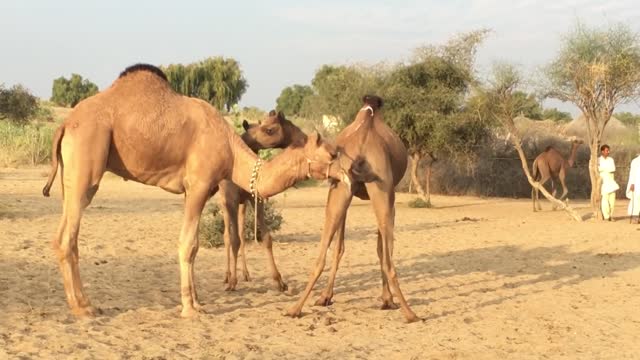 Camel love time | Camels video | animals video | camel farming | camel farm | camel mandi