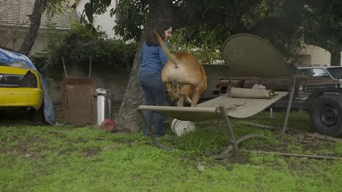 BEST DOG BREEDS FOR HOME PROTECTION- NO TRAINING NECESSARY