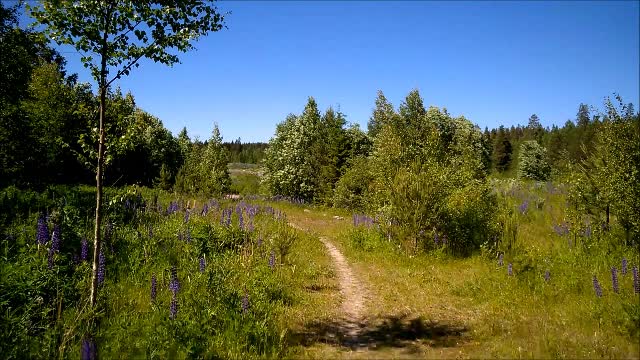 Maailmalla tuulee - Indy Angel