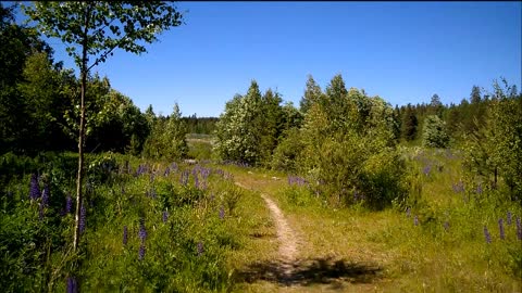 Maailmalla tuulee - Indy Angel