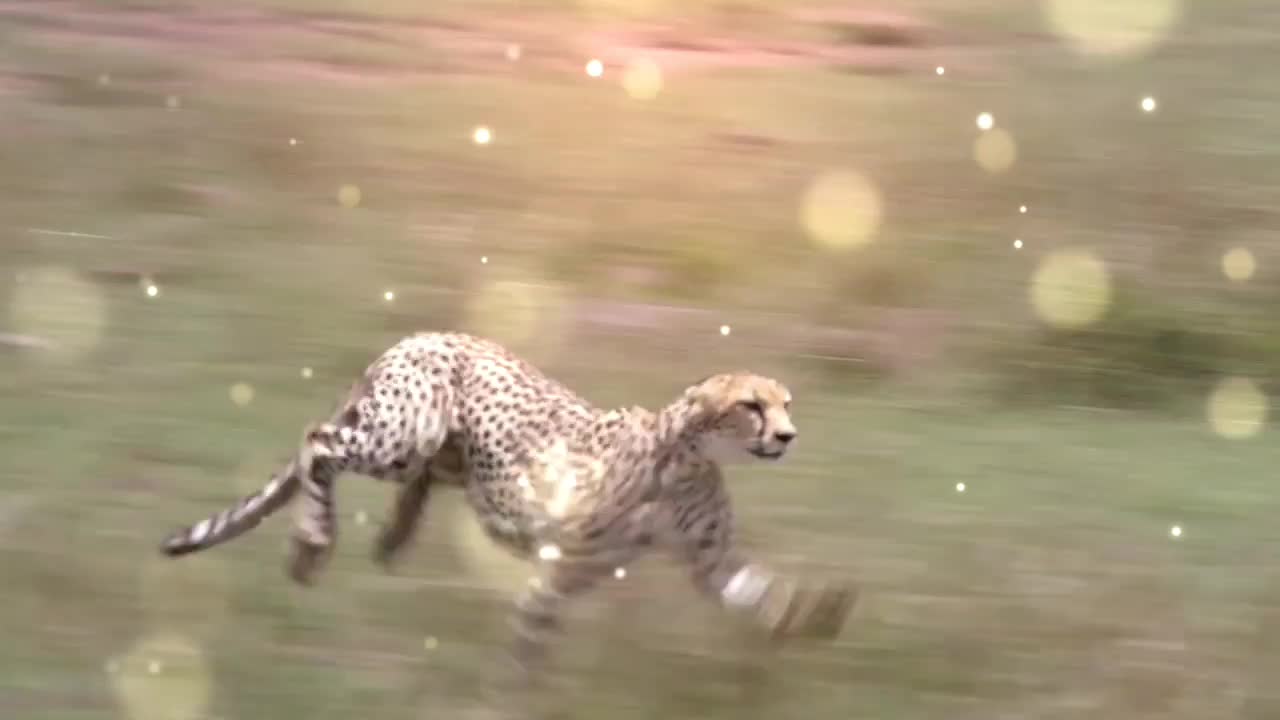 Cheetah-fastest running animal