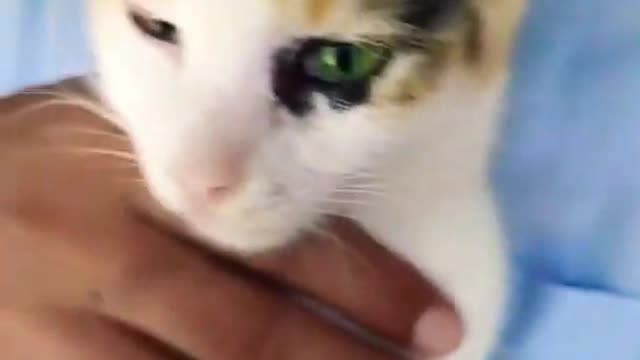 Cat funny video 😂😂 |cat| cat funny video| cat comedy #cat