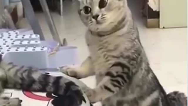 Funny cats compilation 🤣🐈 | Part 4