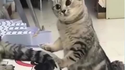 Funny cats compilation 🤣🐈 | Part 4