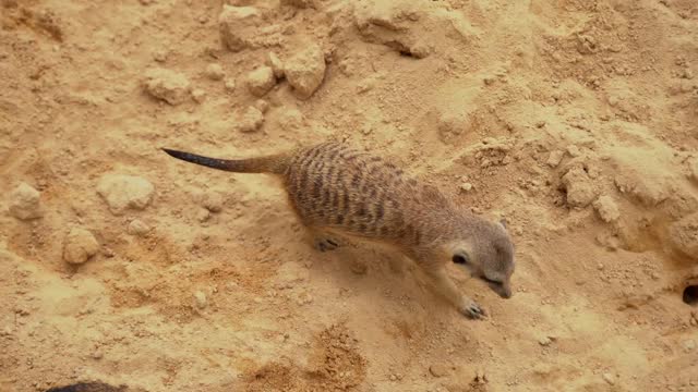 Meerkat Timon at play