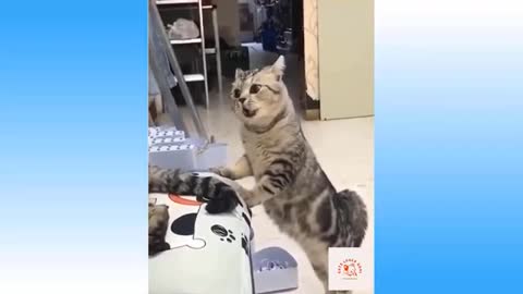 Cute and Funny Cat Videos Compilation _01 _shorts