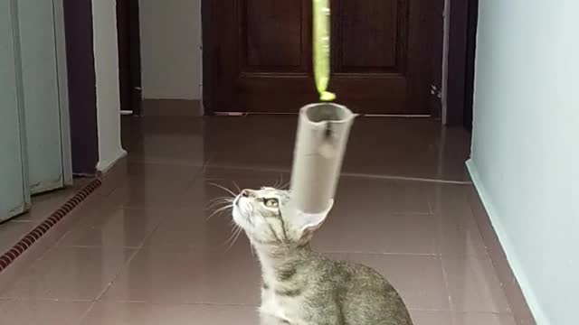 Funny cat video