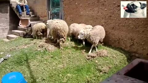 Funny Sheep attacking people its hilarious