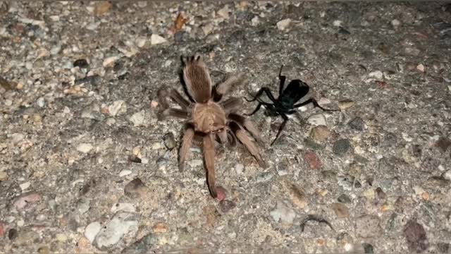 spider versus wasp fight