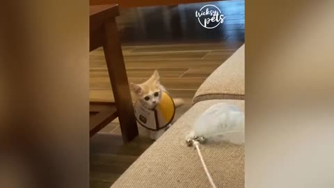 Funny Cats Reaction with Toy