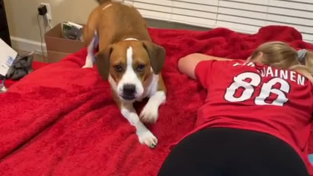 Beagle is a Booty Bully