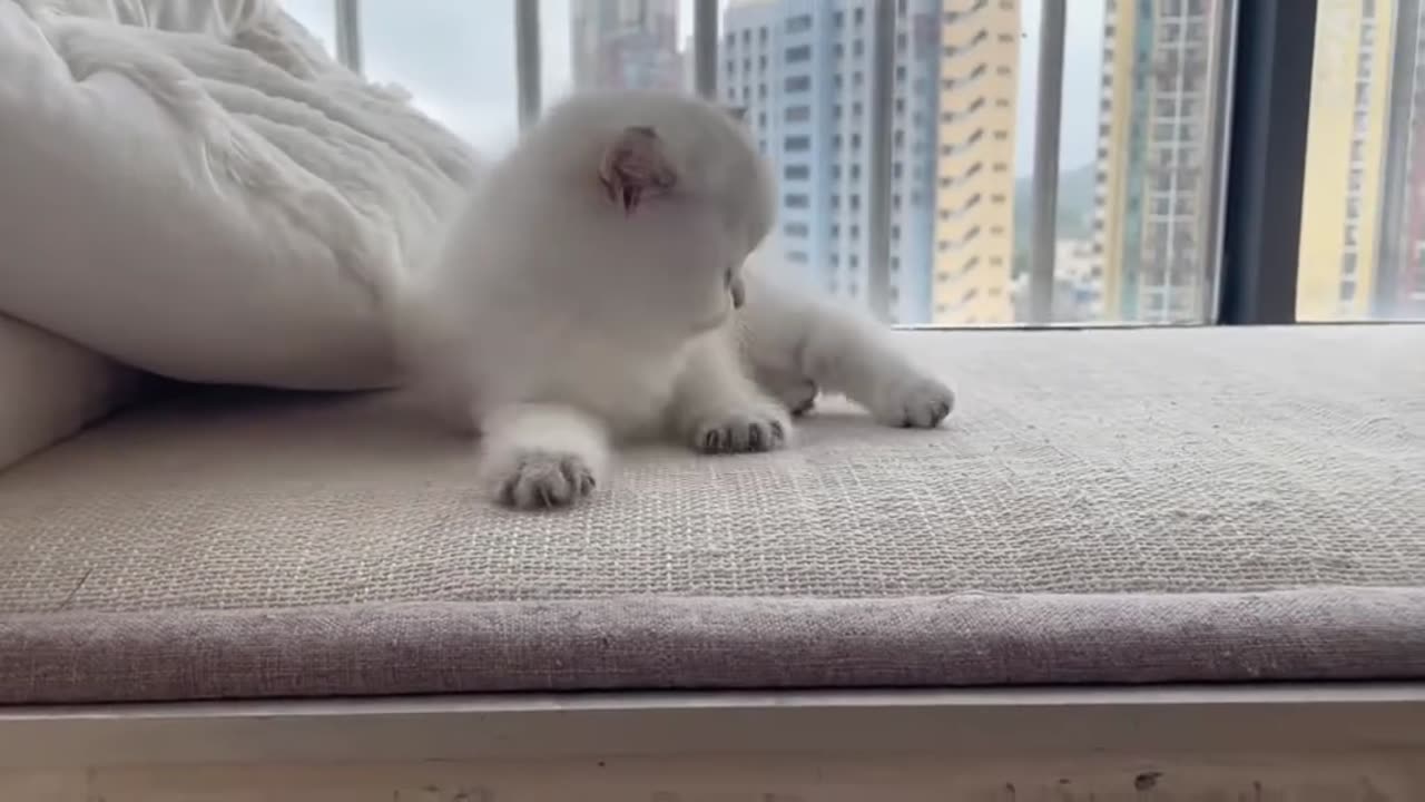 Cute cat