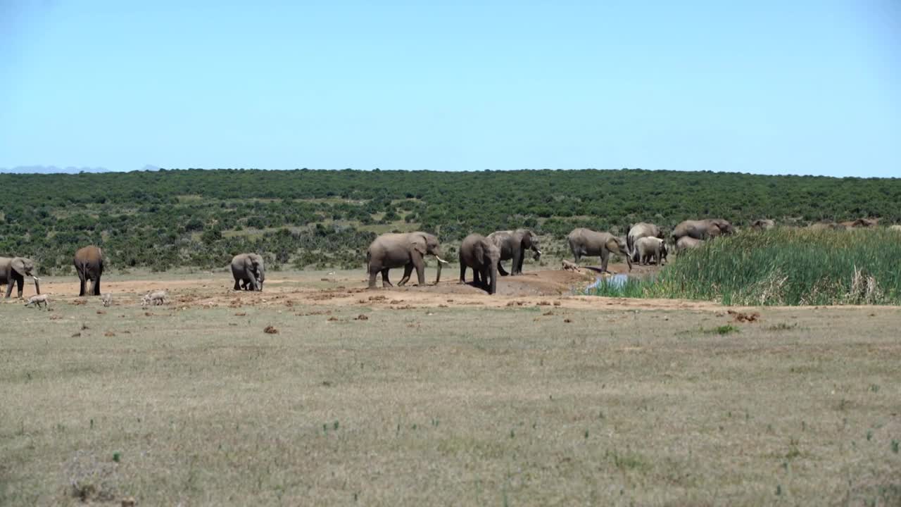 Big herd of elephants around the waterpool in Addo Elephant National Park South Africa