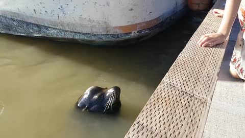 Sea lion drags girl into Steveston waters