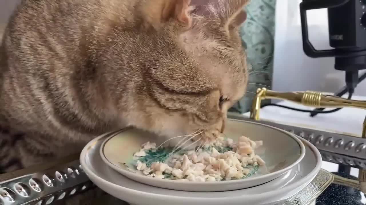 Restaurant for Cats - Cat's Food - Funny Cat