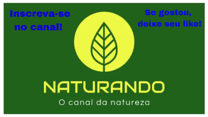 TOP 4 NEGÓCIOS para CHÁCARA ou QUINTAL por MENOS de R$ 1.000,00. Retorno em 3 meses.