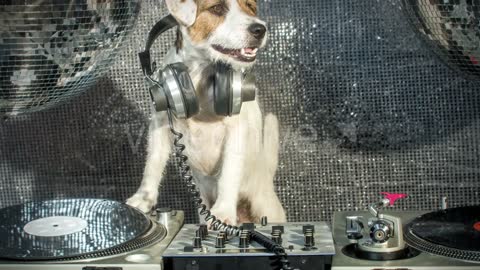 Dog Digi