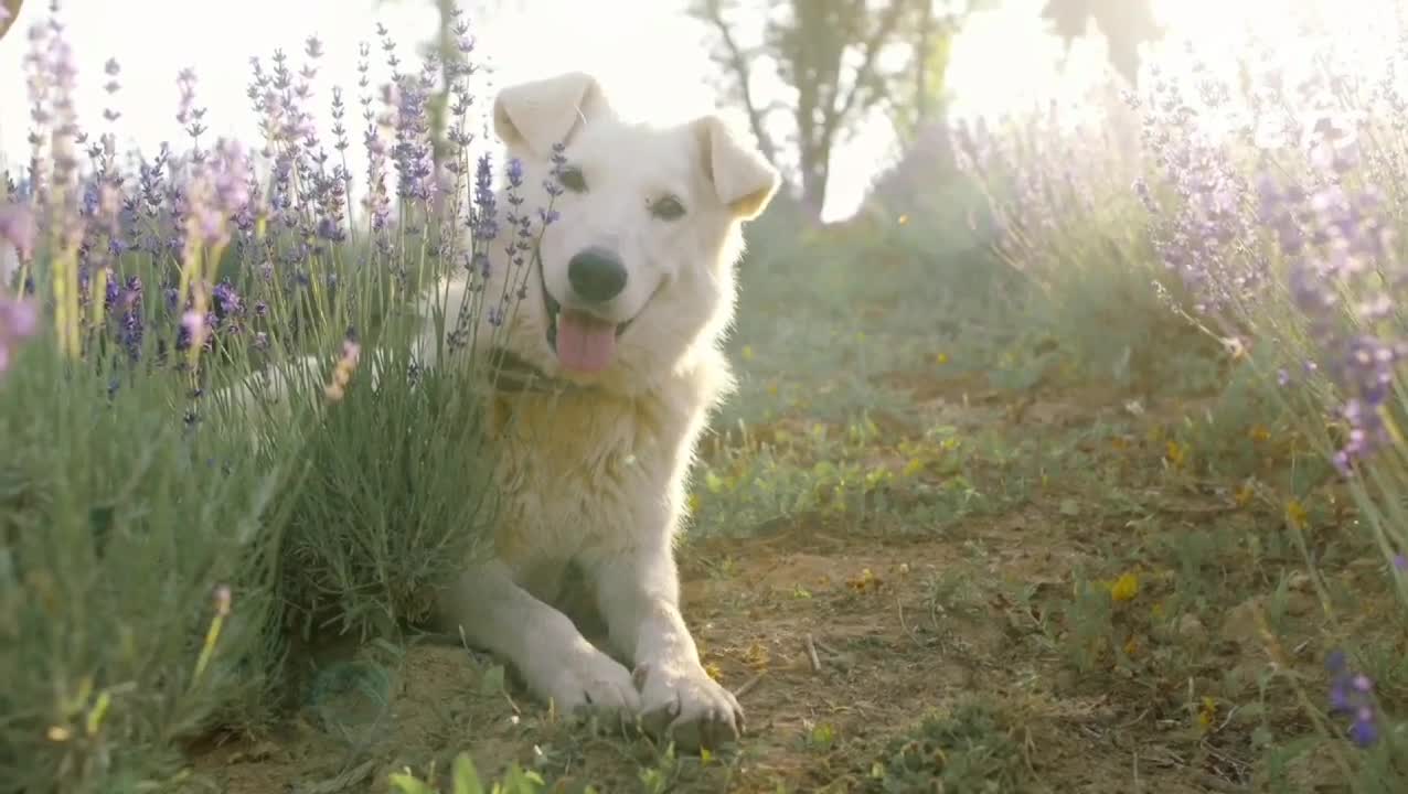 Este remédio caseiro vai livrar seu cão dos vermes, pulgas e carrapatos!